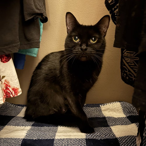 MARSHA (AKA ASUKA LANGLEY) - Domestic Short Hair available for adoption