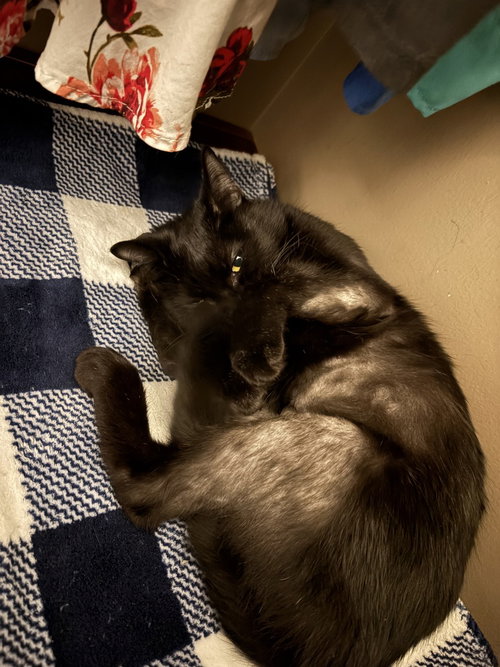MARSHA (AKA ASUKA LANGLEY) - Domestic Short Hair available for adoption