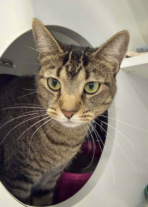 picture of the cat needing adoption