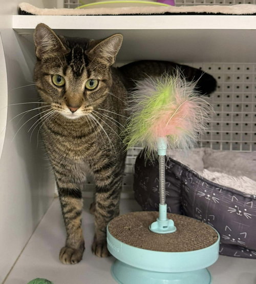 CHARLEY (AKA WISH) - Domestic Short Hair available for adoption