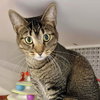 Charley (aka Wish) - Photo 3