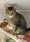 Charley (aka Wish) - Photo 4