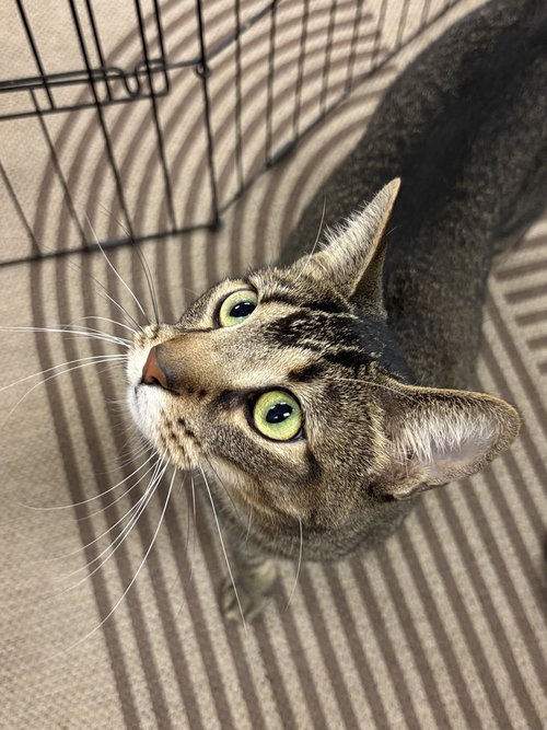 Charley (aka Wish)