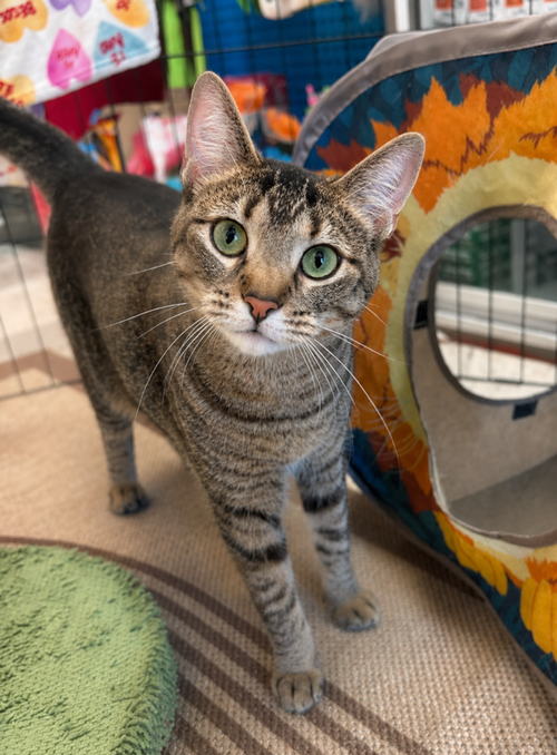 Charley (aka Wish), an adoptable Domestic Short Hair in Palatine, IL