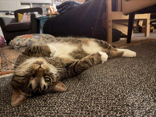 LOTUS - Domestic Short Hair available for adoption