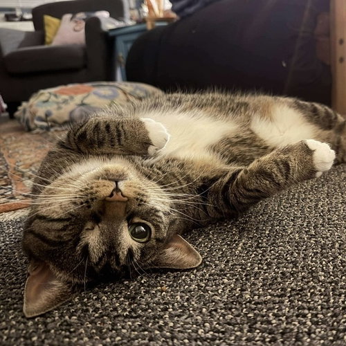 Lotus, Young Domestic Short Hair, cat for adoption in Orland Park, Illinois
