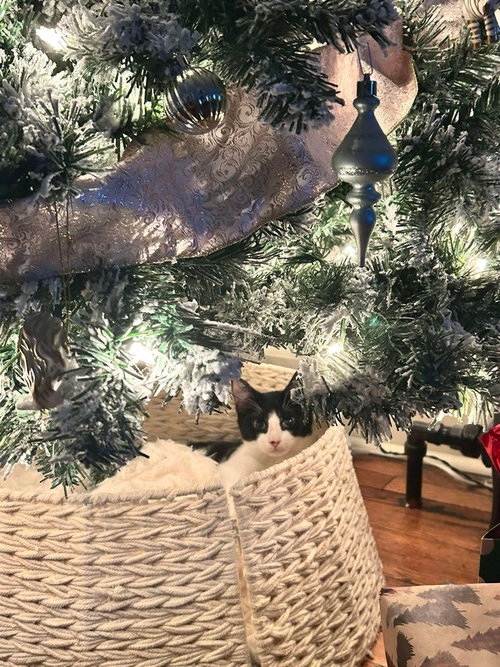 HICKORY - Domestic Short Hair available for adoption