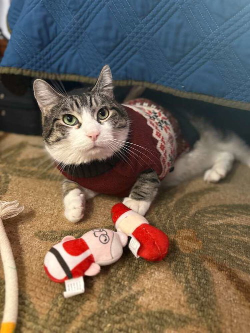 TOBY - Domestic Short Hair available for adoption