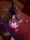 Toby - Photo 2