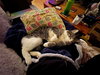 Toby - Photo 3