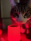 Toby - Photo 4