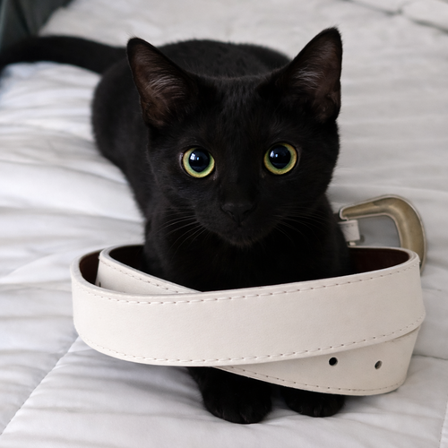 picture of the cat needing adoption