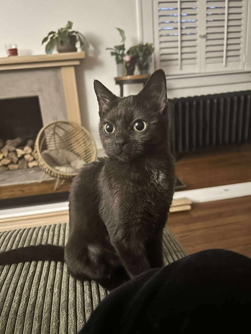 TURTLE - Domestic Short Hair available for adoption