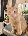 Mochi - Photo 1