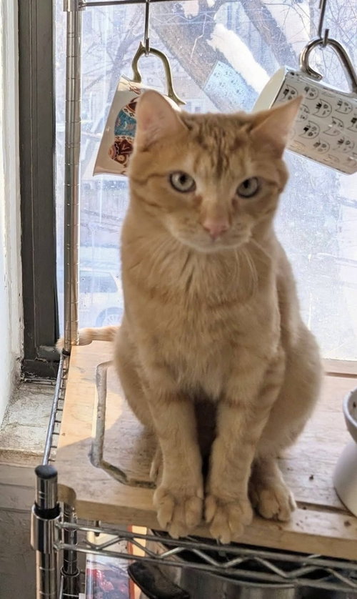 MOCHI - Domestic Short Hair available for adoption