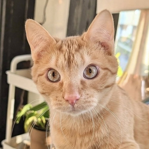 MOCHI - Domestic Short Hair available for adoption