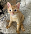 Mochi - Photo 4