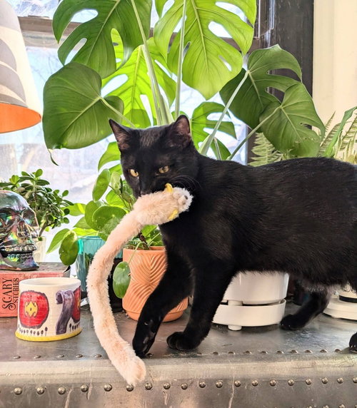 MAX - Domestic Short Hair available for adoption