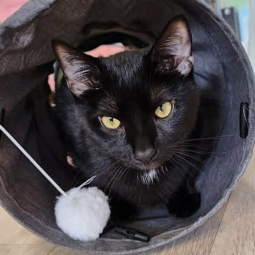 Max