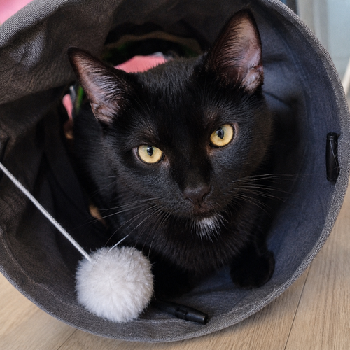 Max, Baby Domestic Short Hair, cat for adoption in Calumet City, Illinois