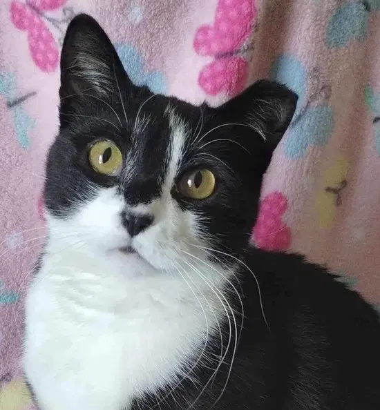Pixie Aka Mama Pixie - Domestic Short Hair