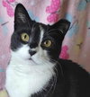 Pixie (aka Mama Pixie) - Photo 1