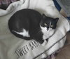 Pixie (aka Mama Pixie) - Photo 3