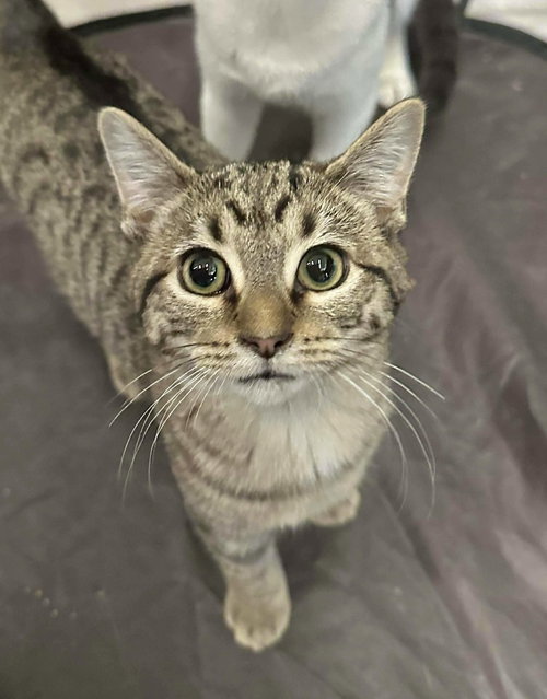 FAIRYTALE - Domestic Short Hair available for adoption