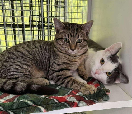 FAIRYTALE - Domestic Short Hair available for adoption