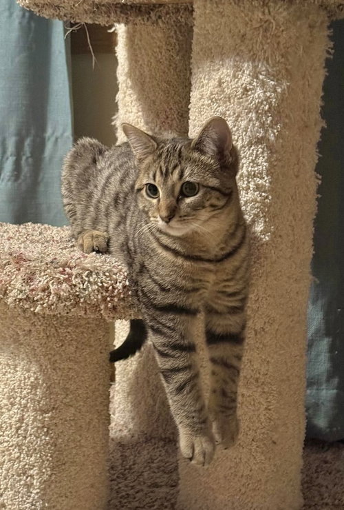 Fairytale, Baby Domestic Short Hair, cat for adoption in Orland Park, Illinois