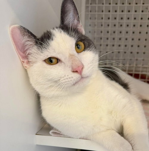 KABOCHU - Domestic Short Hair available for adoption