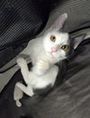 Kabochu - Photo 4