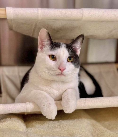 Kabochu, Baby Domestic Short Hair, cat for adoption in Orland Park, Illinois