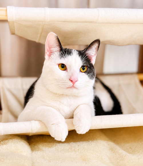 Kabochu, Baby Domestic Short Hair, cat for adoption in Des Plaines, Illinois