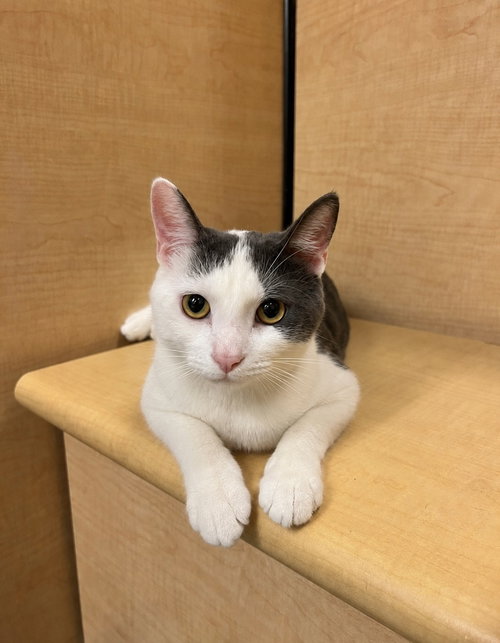 Kabochu, a cat for adoption from Forever Fortunate Felines