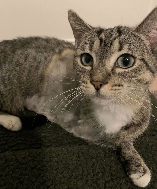 MARIAN - Domestic Short Hair available for adoption