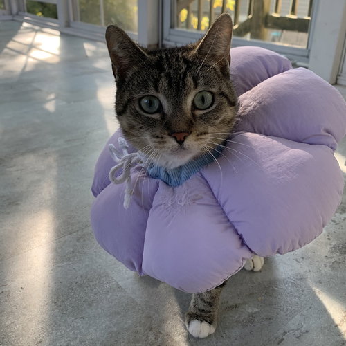 MARIAN - Domestic Short Hair available for adoption