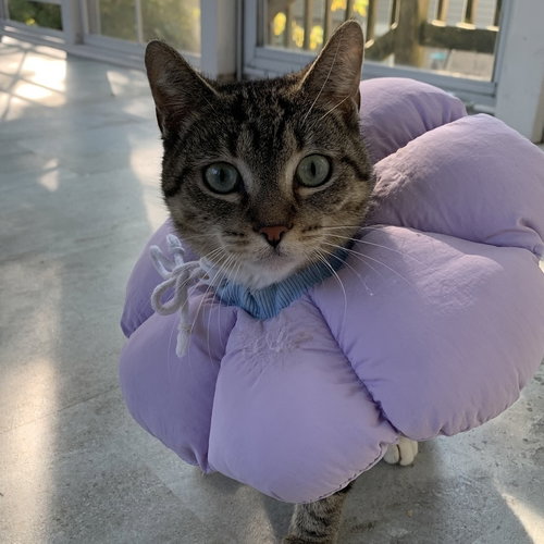 Marian, an adoptable Domestic Short Hair in Palatine, IL