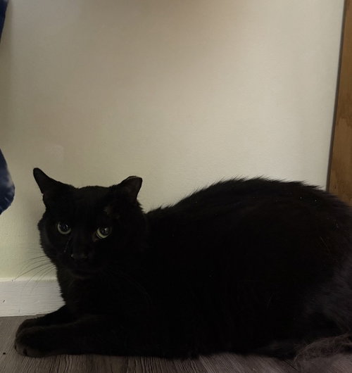 EEYORE - Domestic Short Hair available for adoption