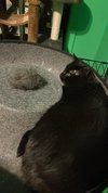 Eeyore - Photo 2