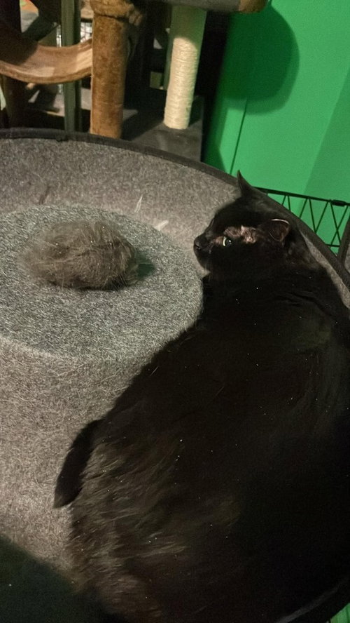 EEYORE - Domestic Short Hair available for adoption