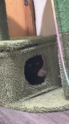 Eeyore - Photo 4