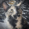 Freya (aka Luna) - Photo 1