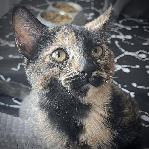 FREYA (AKA LUNA) - Domestic Short Hair available for adoption