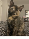 Freya (aka Luna) - Photo 2