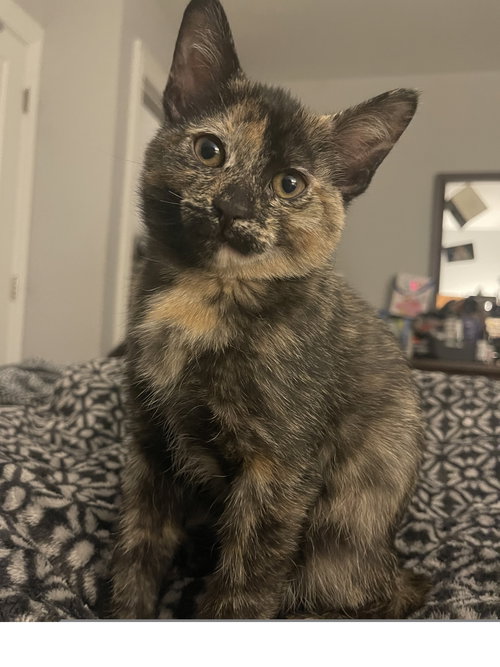 FREYA (AKA LUNA) - Domestic Short Hair available for adoption