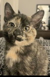 Freya (aka Luna) - Photo 3