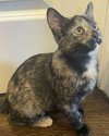 Freya (aka Luna) - Photo 4