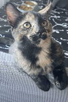 Freya (aka Luna) - Photo 4