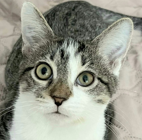 VALERIE - Domestic Short Hair available for adoption